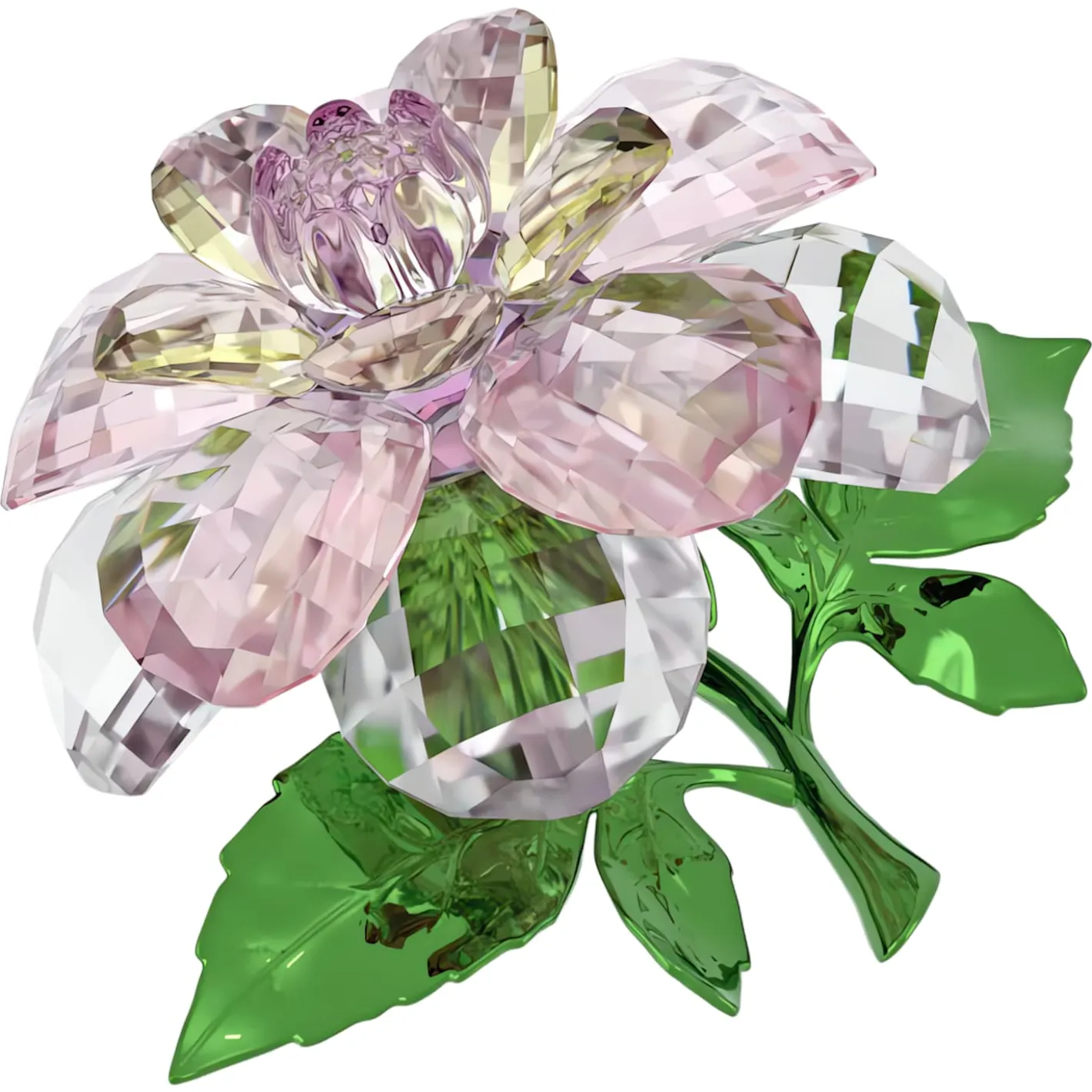 Florere Camelia