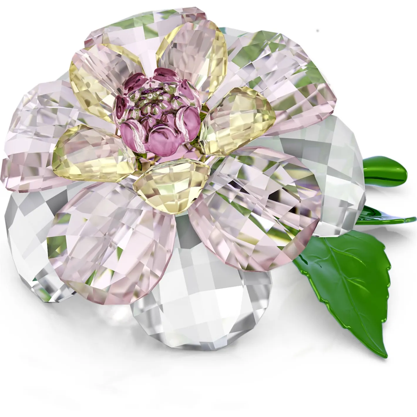 Florere Camelia