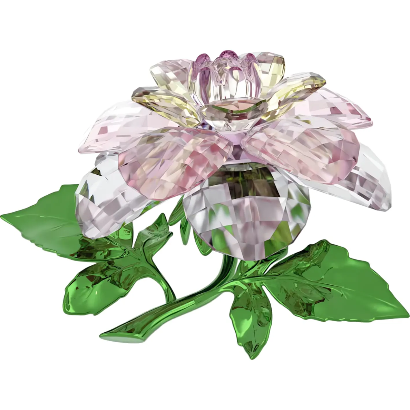 Florere Camelia