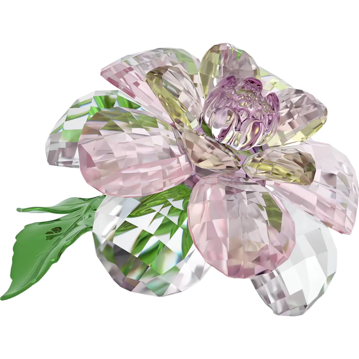 Florere Camelia