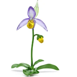 Florere Orchidea Scarpetta di Venere