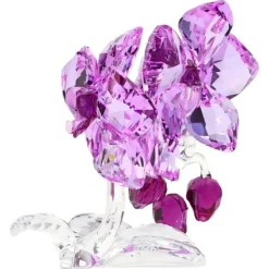 Orchidea